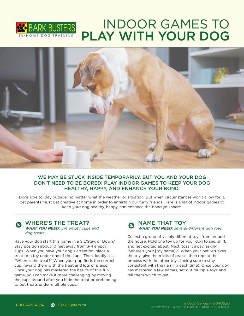 Indoor Games to Play with Your Dog