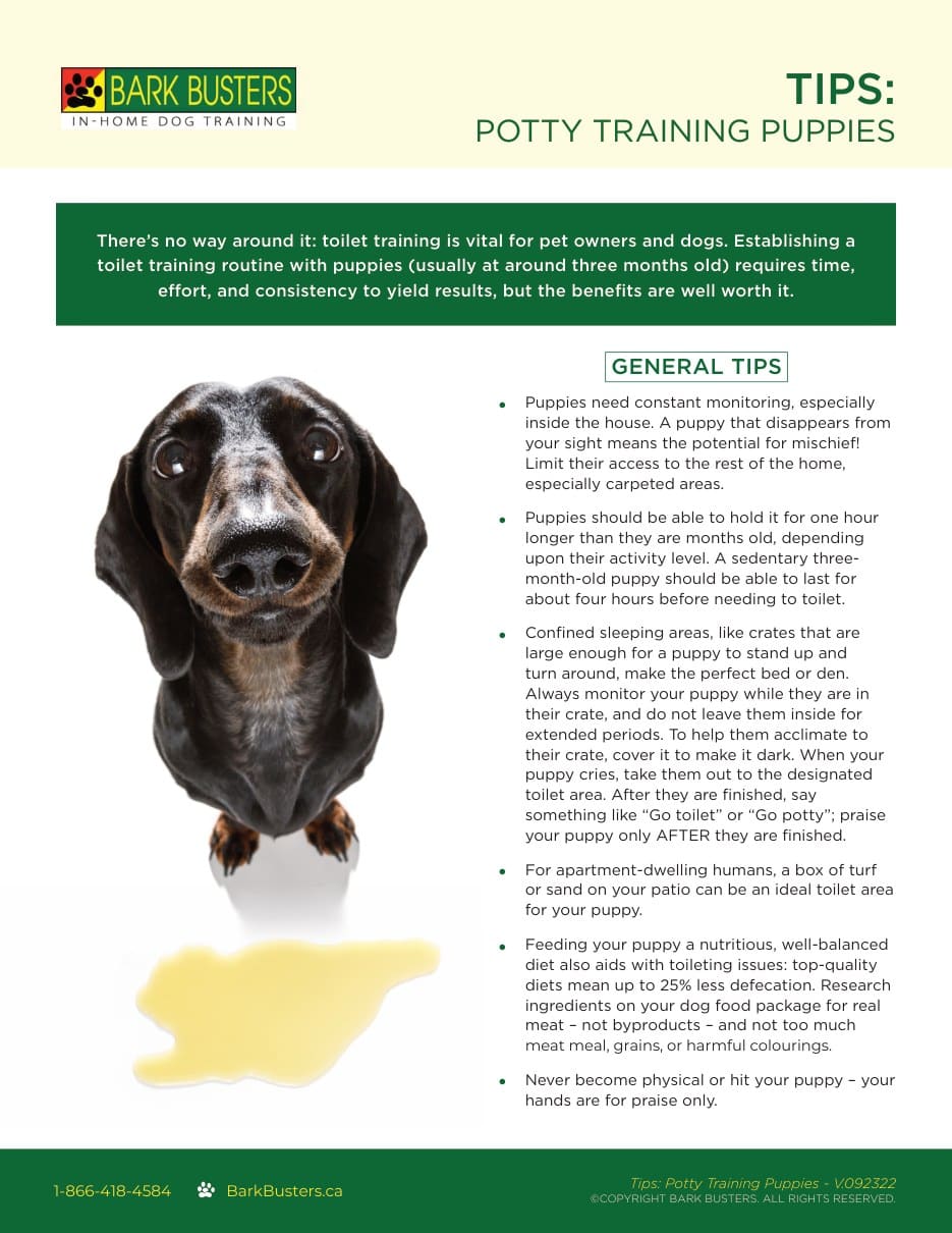 Toilet Training Puppies