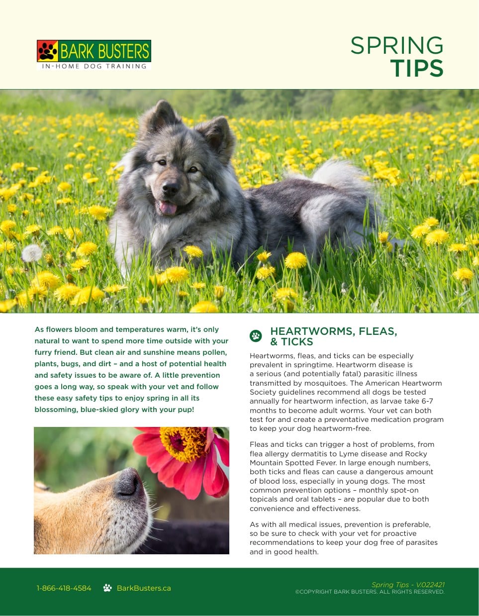 Spring Tips