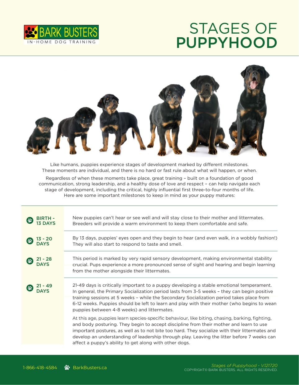 Stages of Puppyhood
