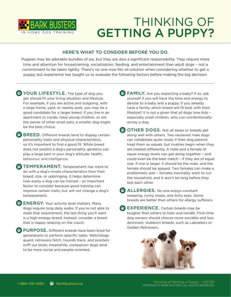 Thinking of Getting a Puppy