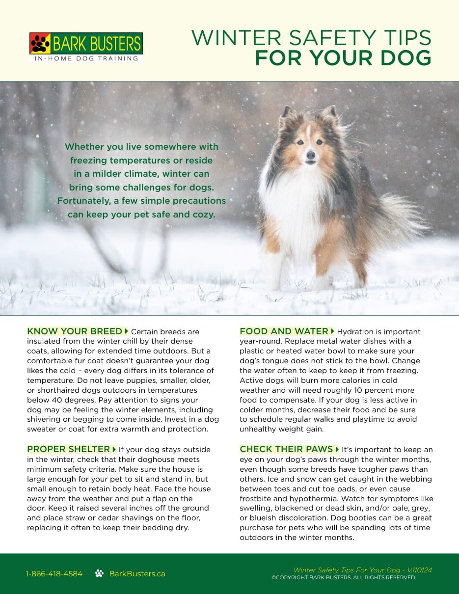 Winter Safety Tips for Your Dog