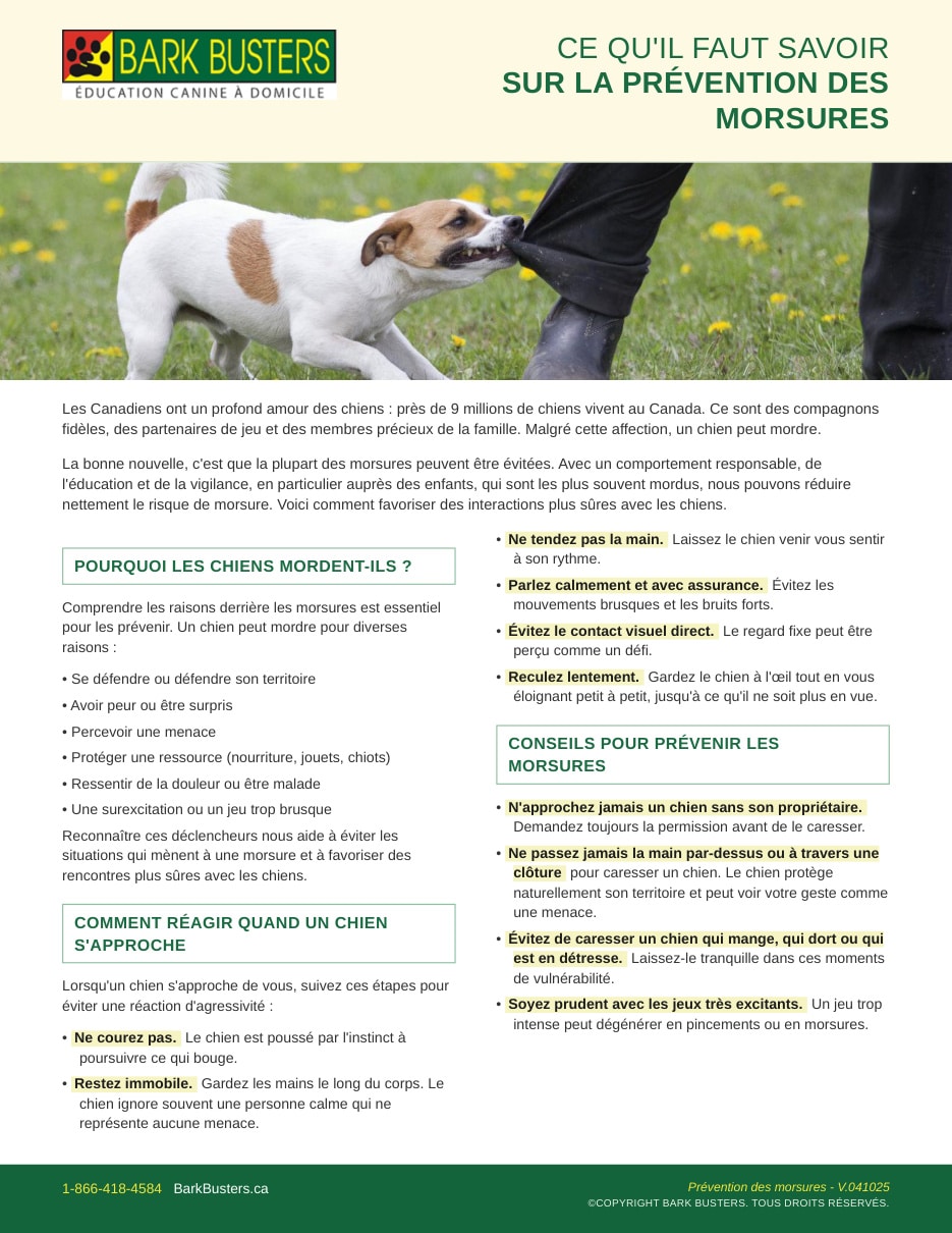 Dog Bite Prevention