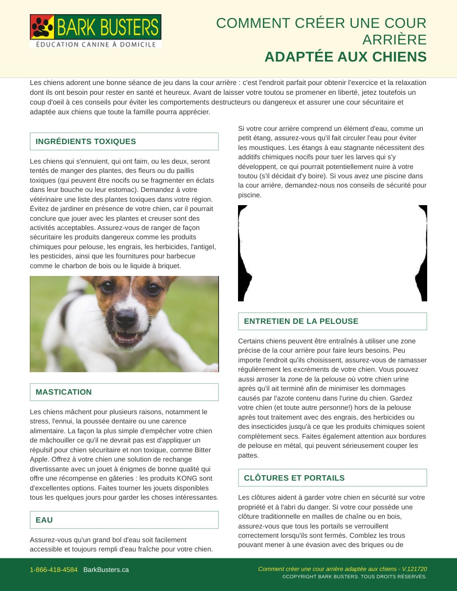How to Create a Dog-Friendly Backyard