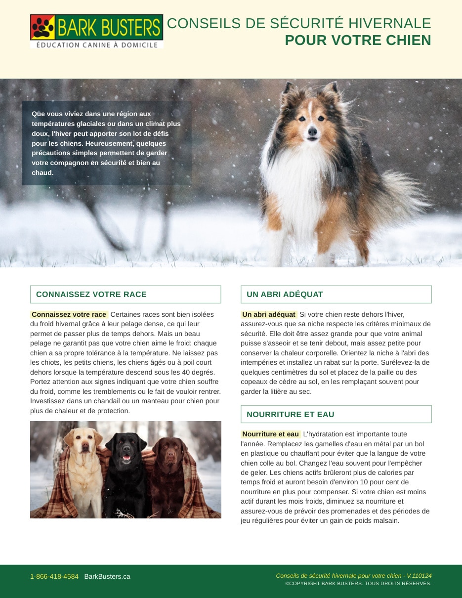 Winter Safety Tips for Your Dog