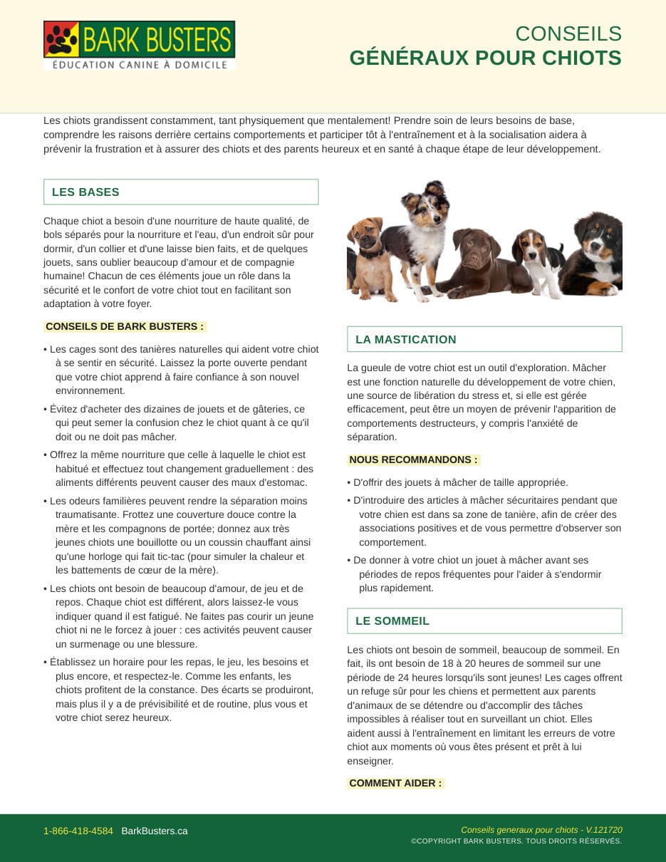 General Puppy Tips