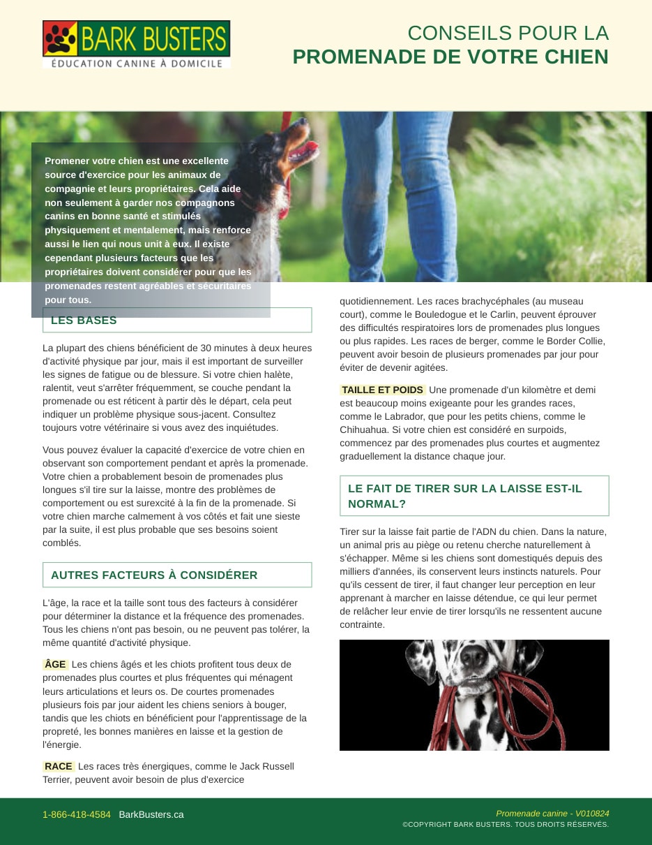 A Guide to Successful Dog Walking