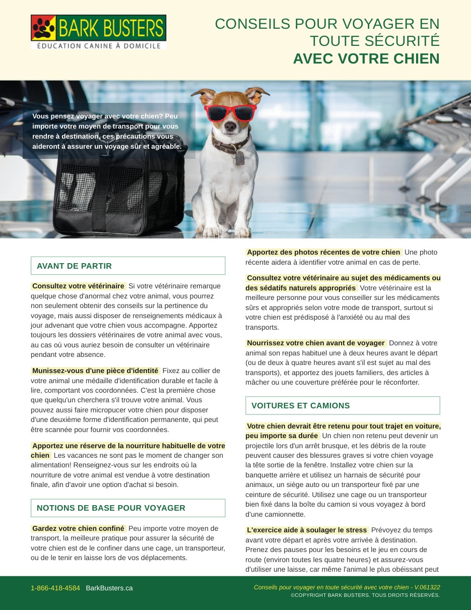 Tips for Safe Travel with Your Dog