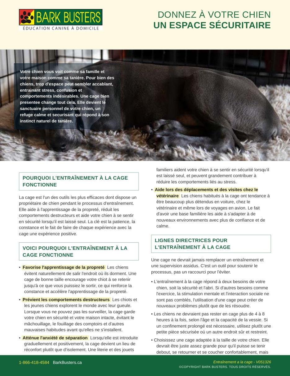 Crate Training, Give Your Dog a Safe Space