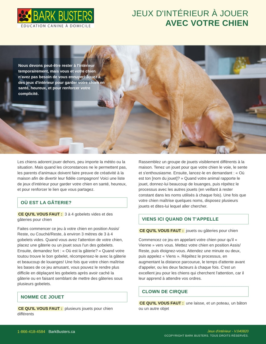 Indoor Games to Play with Your Dog