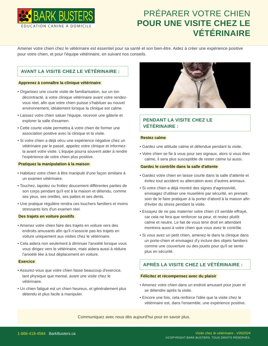 Preparing Your Dog for a Vet Visit
