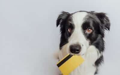 The Complete Guide to Dog Training Costs in Canada
