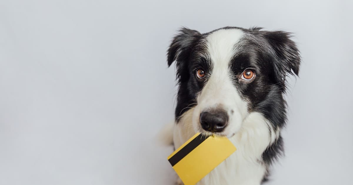 What does dog training cost in Canada - Bark Busters