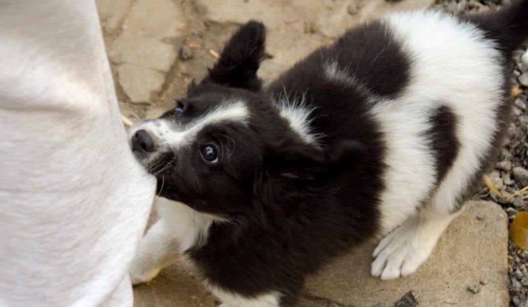 Why Does My Puppy Bite Me So Much?