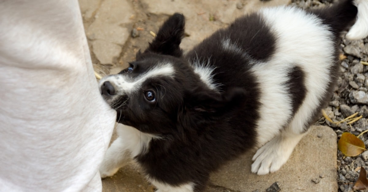 Labrador puppy play-biting an owner hand - Bark Busters in-home dog training