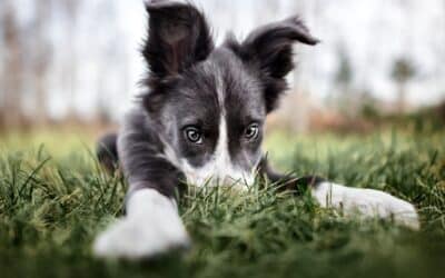 The Complete Guide to Puppy Toilet Training