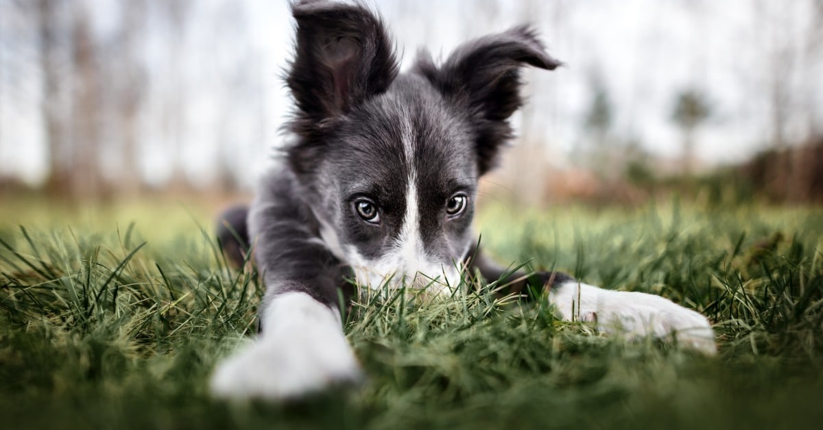 Border collie puppy lying in the grass - Bark Busters in-home dog training