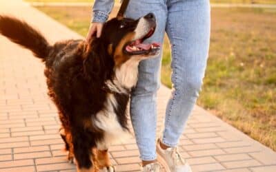 The Complete Guide to Reactive Dog Training