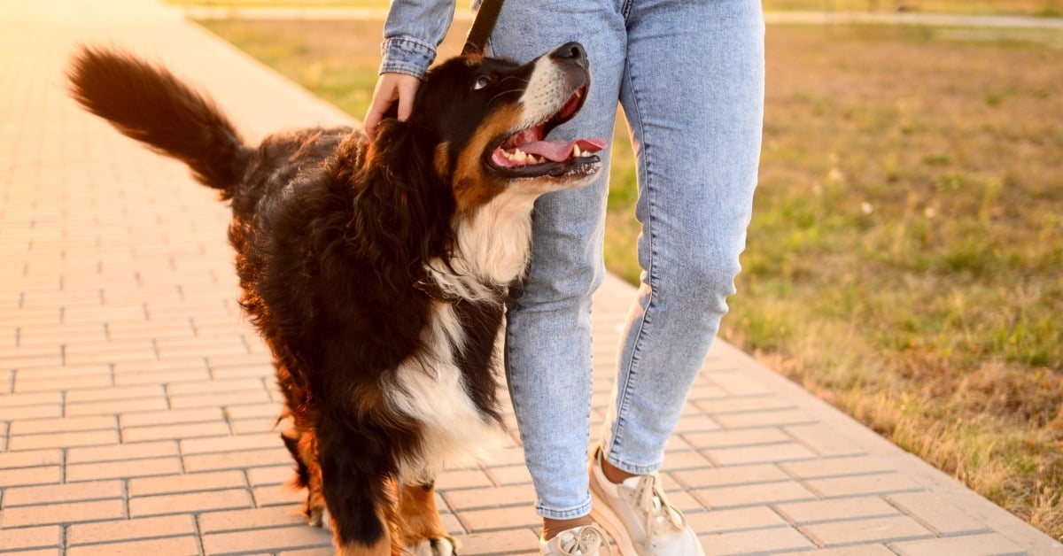 Happy Bernese Mountain Dog walking calmly on a loose leash beside its owner - Bark Busters reactive dog training