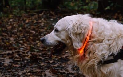 The Complete Guide to Walking Your Dog in the Dark