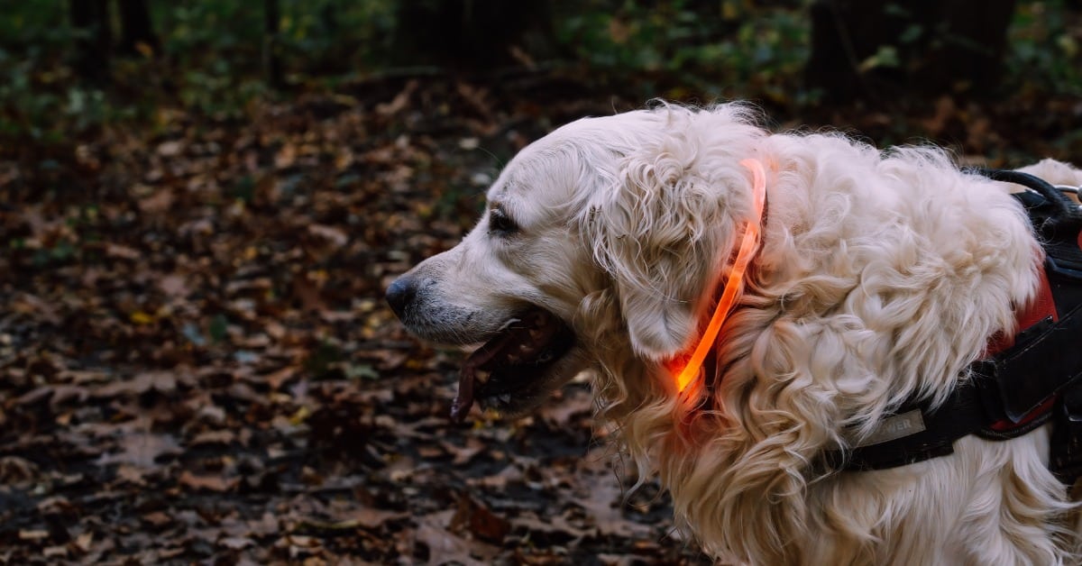 Golden Retriever wearing a glowing LED collar on an autumn evening walk - Bark Busters in-home dog training
