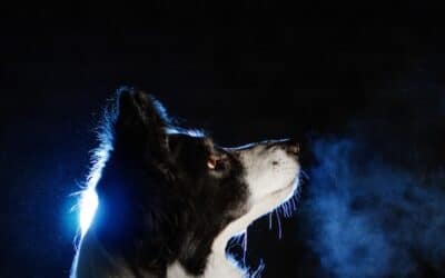 Why Does My Dog Bark at Night?