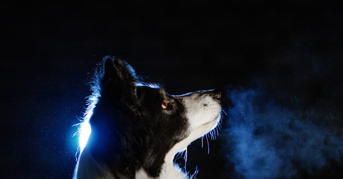 Border Collie looking up alert at night with breath visible in the cold air - Bark Busters in-home dog training