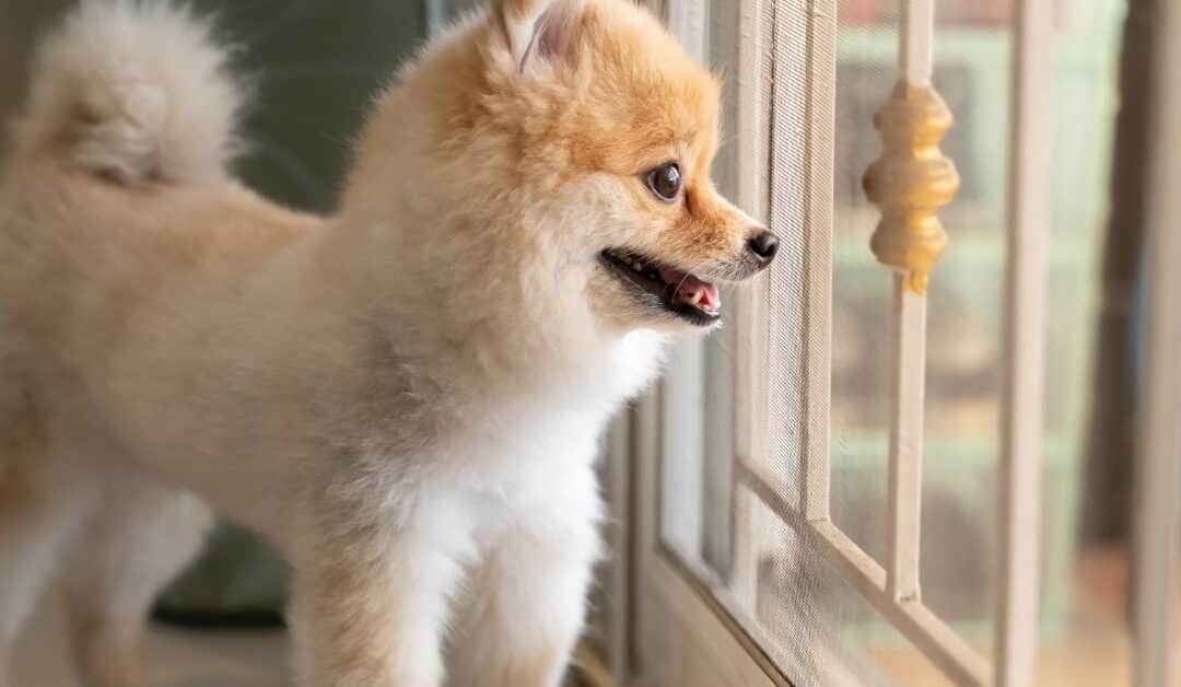 Why Does My Dog Bark at the Doorbell?