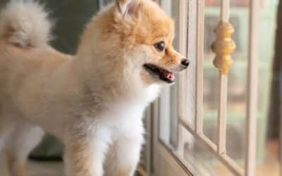 Why Does My Dog Bark at the Doorbell?