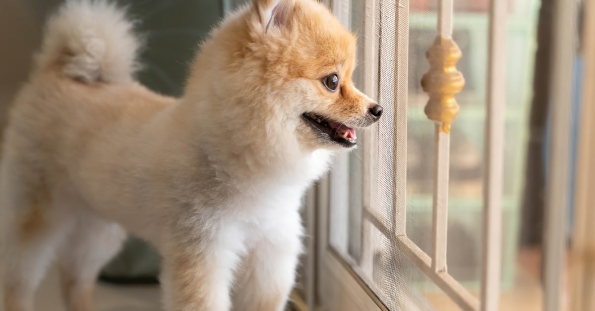 Pomeranian barking at the front door - Bark Busters dog training