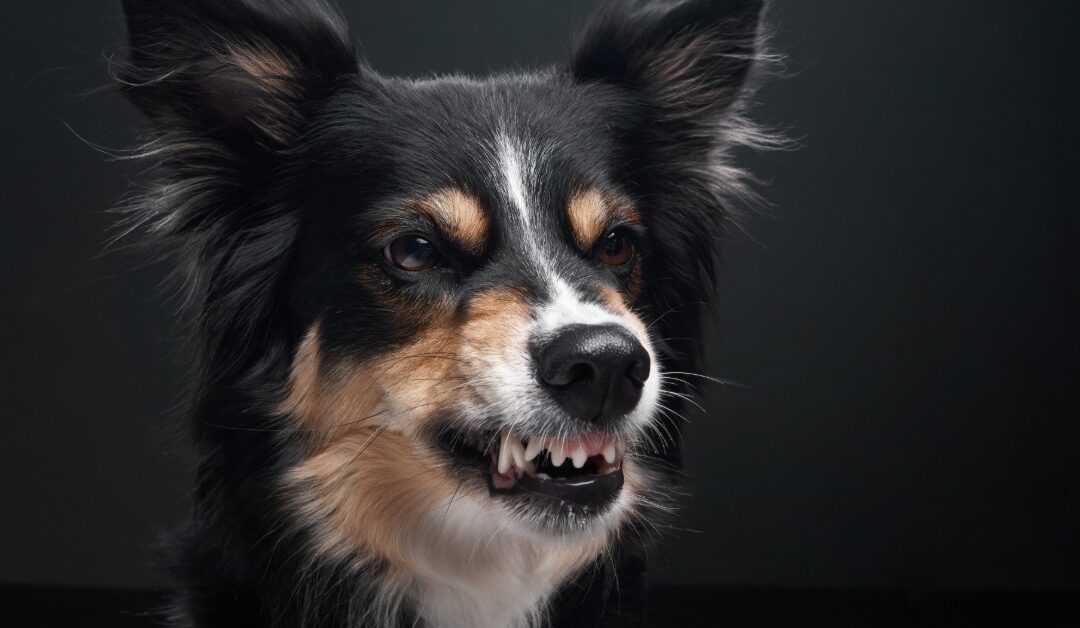 Why Does My Dog Growl at Me?