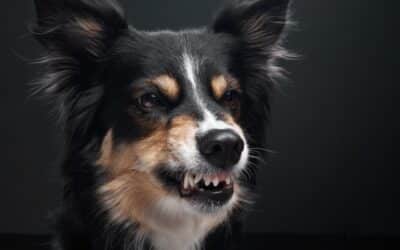 Why Does My Dog Growl at Me?