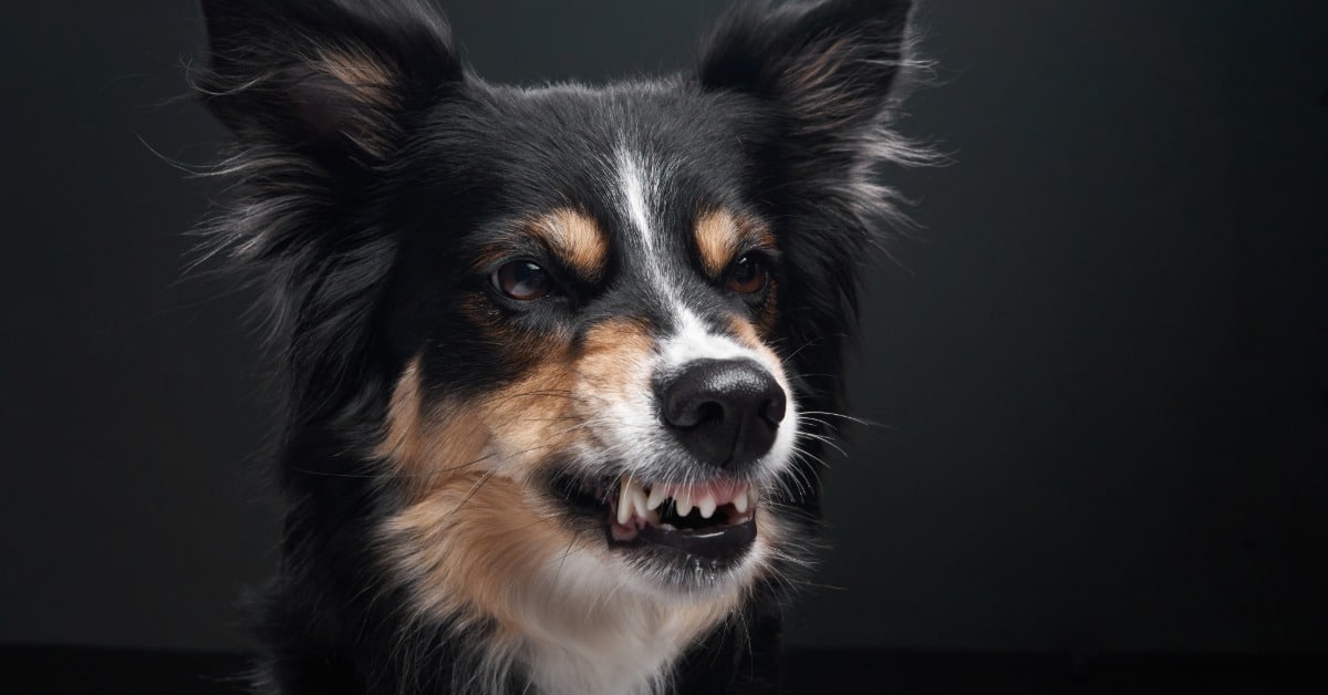 Dog growling at owner - Bark Busters in-home dog training