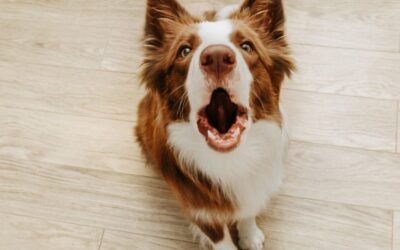 Barking Dog Bylaw in Toronto: What Happens When a Neighbour Complains