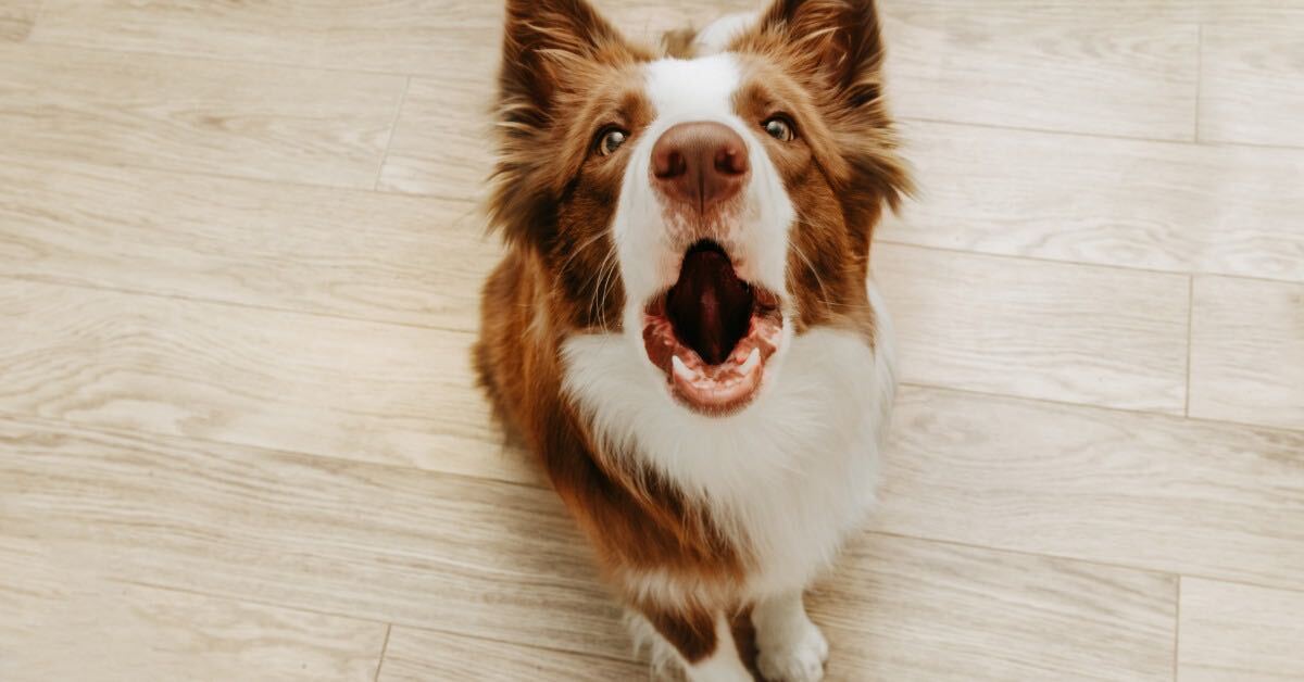 Border collie barking indoors - Barking Dog Bylaw in Toronto, Bark Busters in-home dog training
