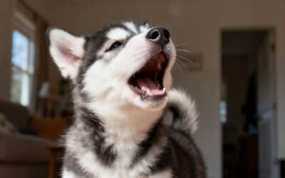 Barking Dog Bylaw in Edmonton: What Happens When a Neighbour Complains
