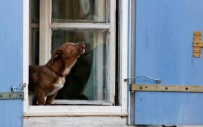 Barking Dog Bylaw in St. Catharines: What Happens When a Neighbour Complains