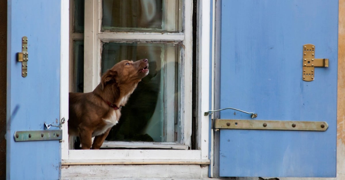 Dog barking from an open window - Barking dog bylaw in St. Catharines, Bark Busters