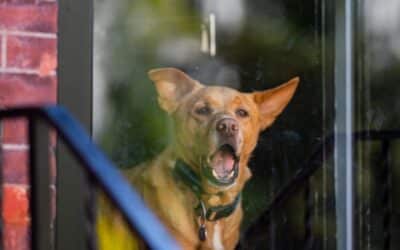 Barking Dog Bylaw in Calgary: What Happens When a Neighbour Complains