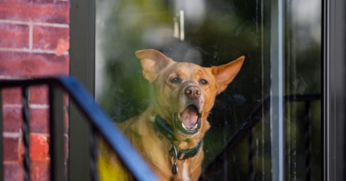 Dog barking through a front window - Barking Dog Bylaw in Calgary, Bark Busters dog training Calgary