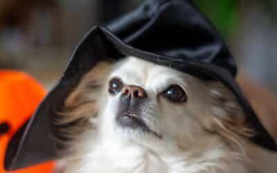 Why Is My Dog Scared of Costumes and Masks?