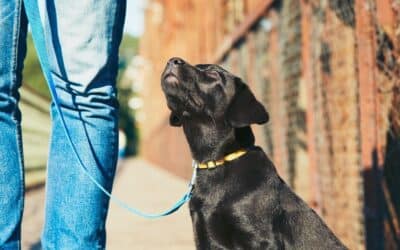 The Complete Guide to Dog Training Methods: What Each One Means and How to Choose