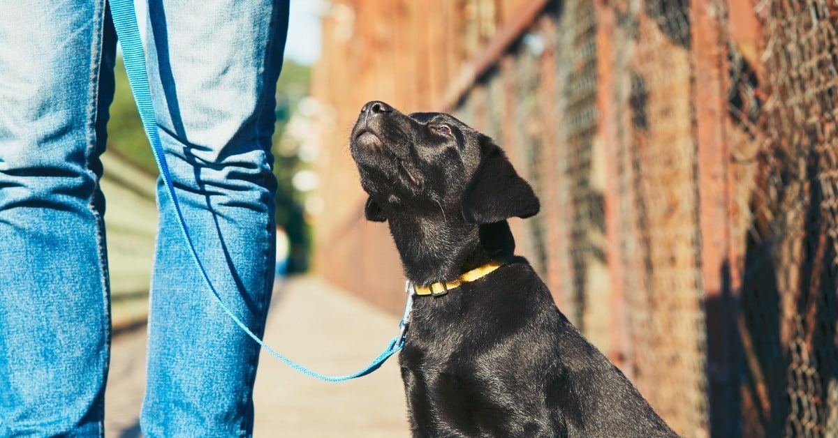 Black Labrador puppy looking up at owner on a walk - Dog training methods, Bark Busters in-home dog training