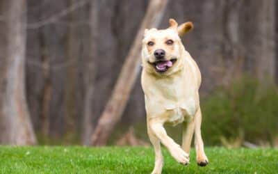 Why Does My Dog Get the Zoomies?