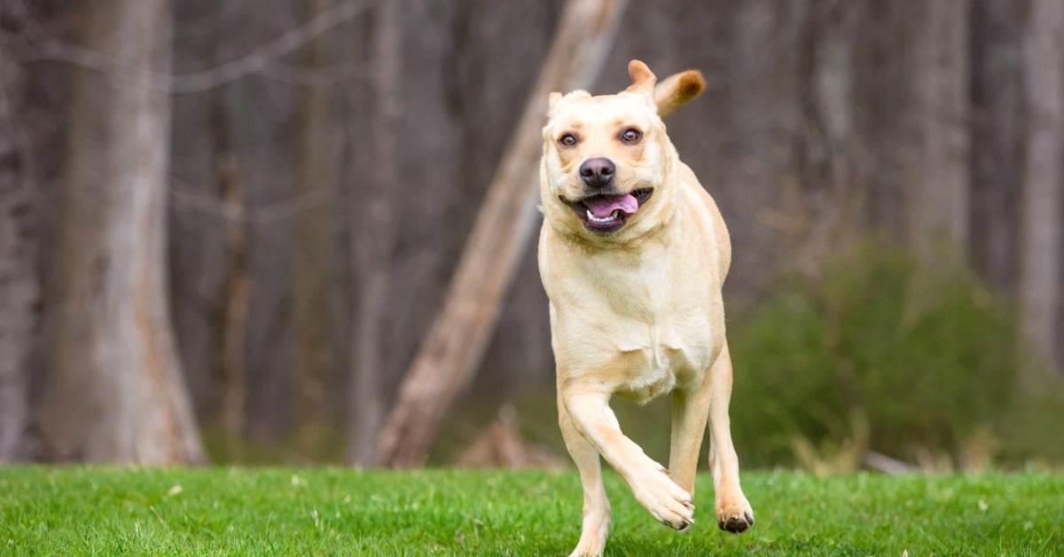 Yellow Labrador running happily across grass - Why dogs get the zoomies, Bark Busters