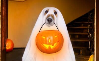 The Complete Guide to Halloween Safety With Your Dog