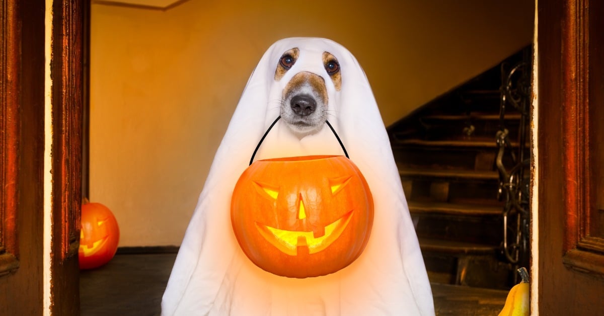 Dog in a ghost costume holding a pumpkin at the front door, Halloween safety with your dog, Bark Busters
