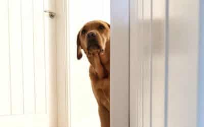 The Complete Guide to Helping a Fearful Dog