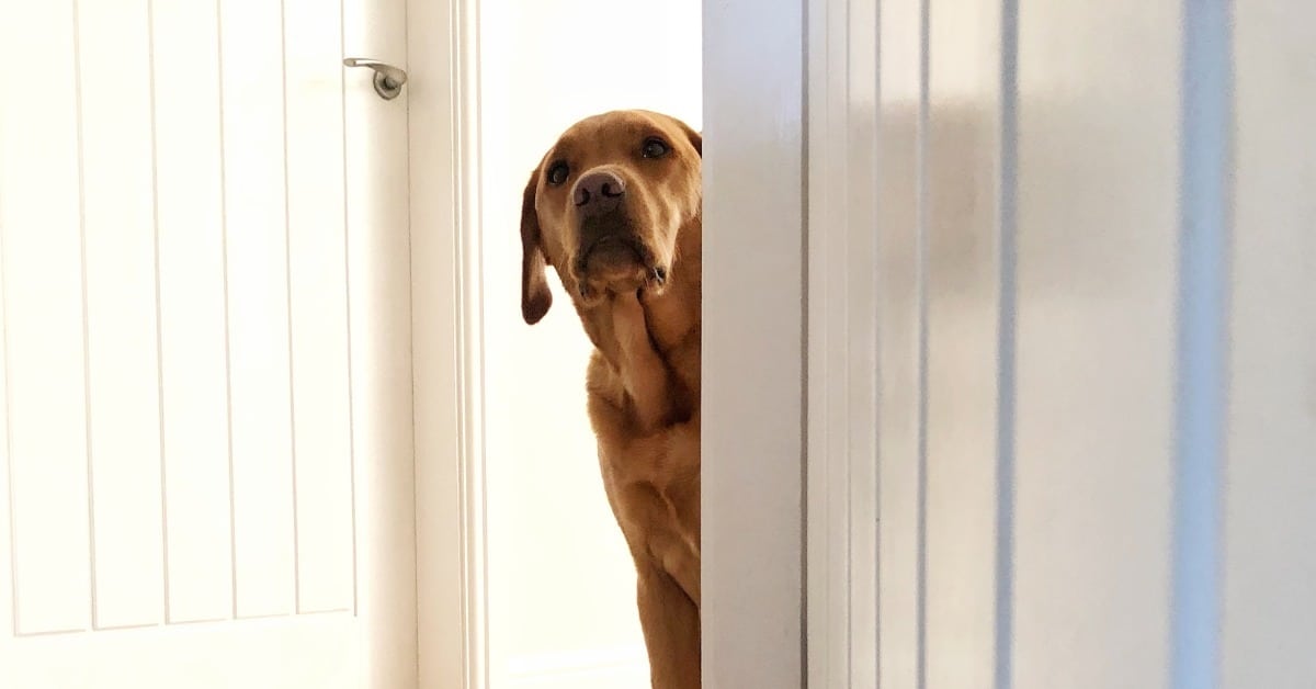 Nervous Labrador peeking around a door - Helping a fearful dog, Bark Busters in-home dog training