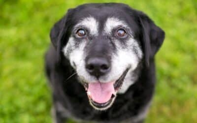 The Complete Guide to Your Senior Dog: Behaviour Changes and How to Help